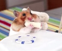 Tiny Hamster Eating Tiny Burritos