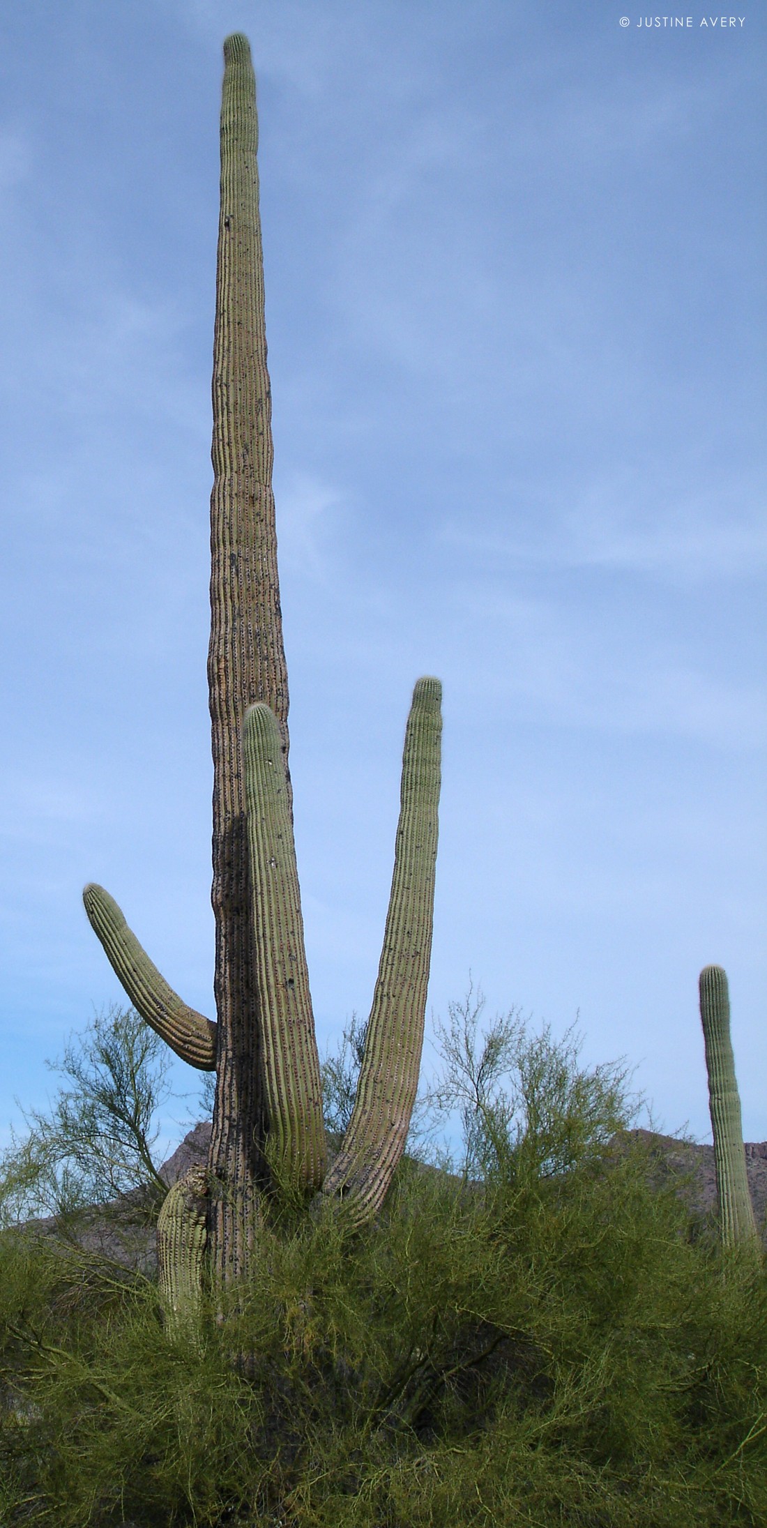 Ancient Saguaro