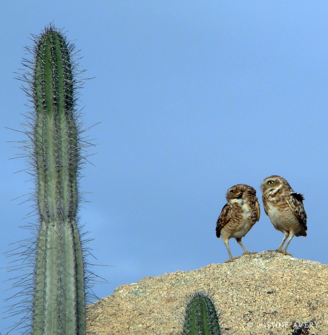 One-Eyed Owl Couple