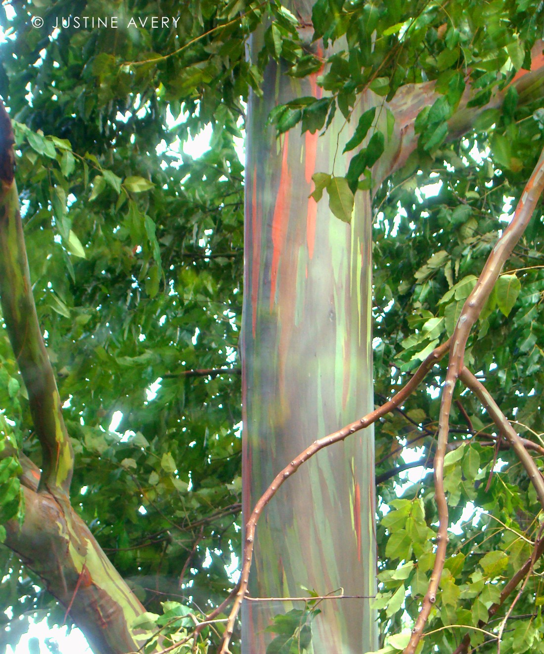 The Rainbow Eucalyptus Tree